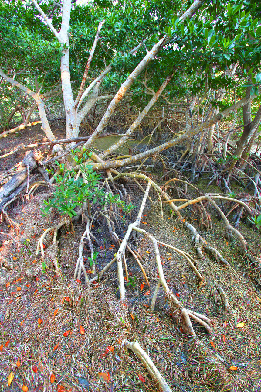 红树林生态系统易变沼泽植物风景植物群沼泽地树叶地形荒野植被灌木图片