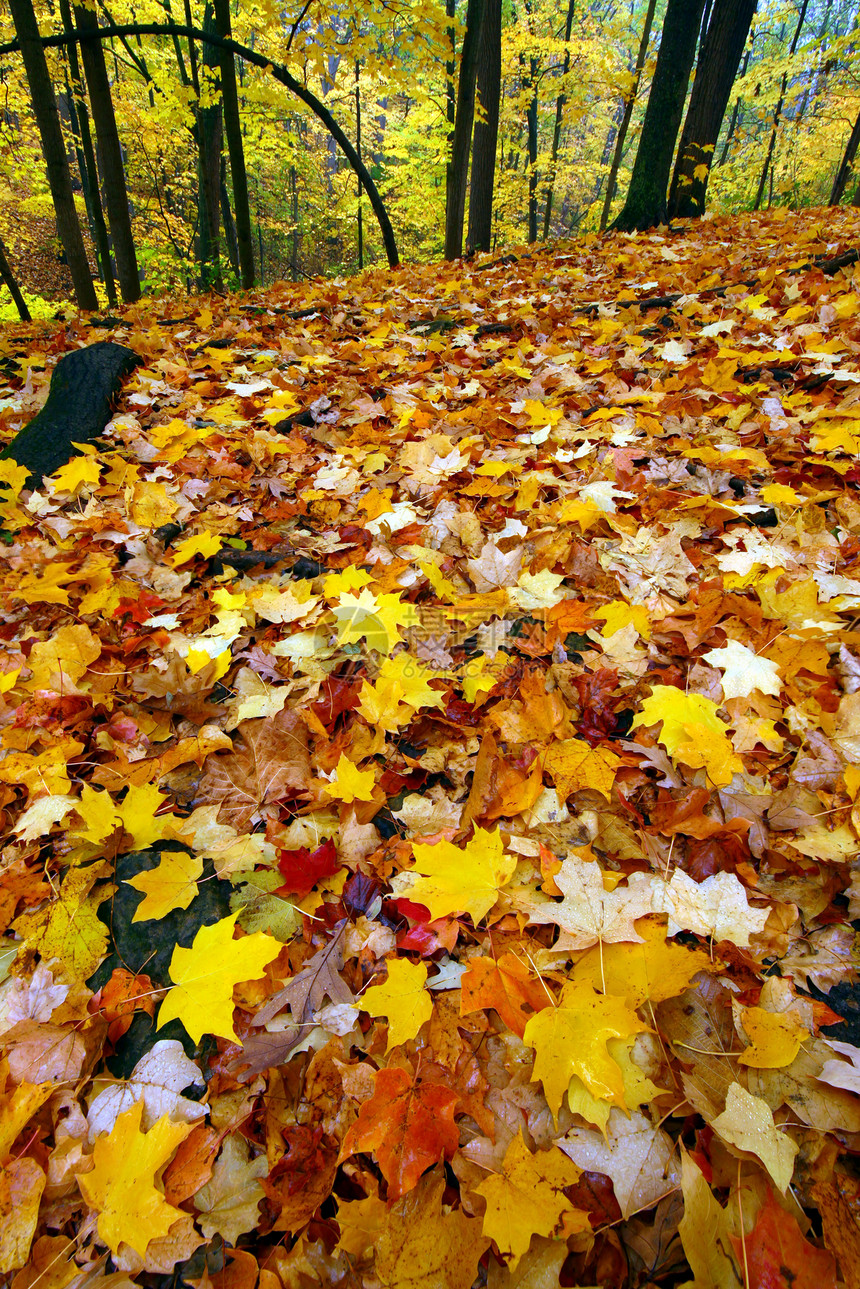 洛克切州公园伊利诺伊州旅行灌木丛岩石树叶季节荒野场景叶子栖息地植物群图片