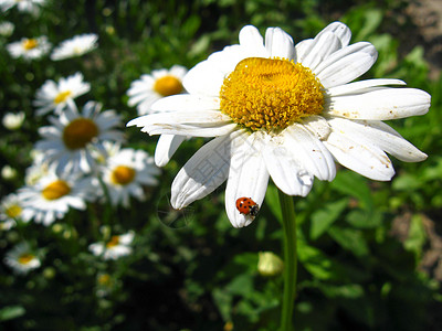 小昆虫白色甘菊上一只小雌鸟的图像背景