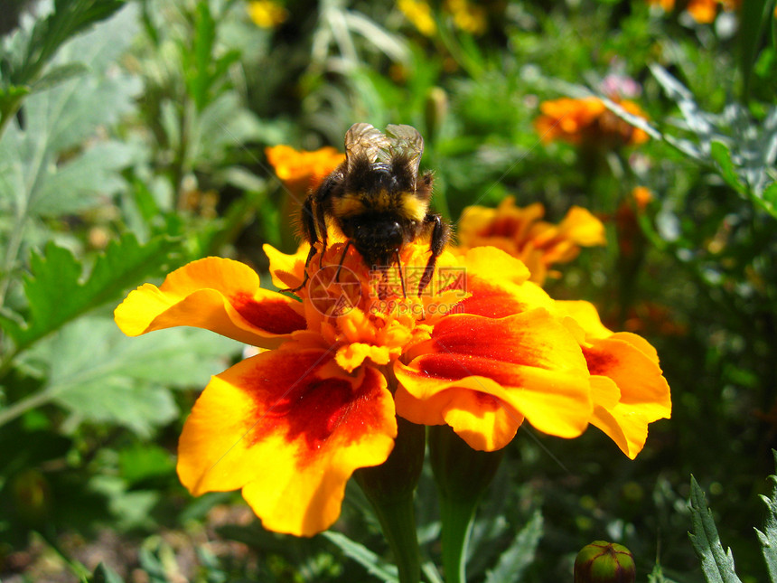 大黄蜂在一朵意大利花中季节叶子花朵昆虫明信片卡片绅士生活植物花蜜图片
