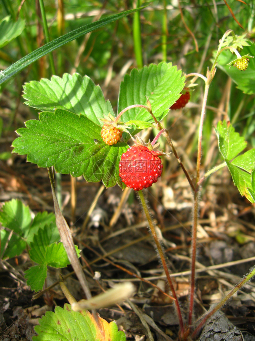 在木丛中找到美丽的野草莓叶子小精灵成长衬套红色木头人行道生活森林浆果图片