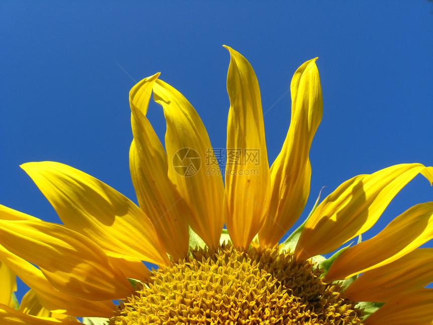 蓝天背景的向日葵花瓣植物光束疗法阳光种子季节花园成长晴天图片