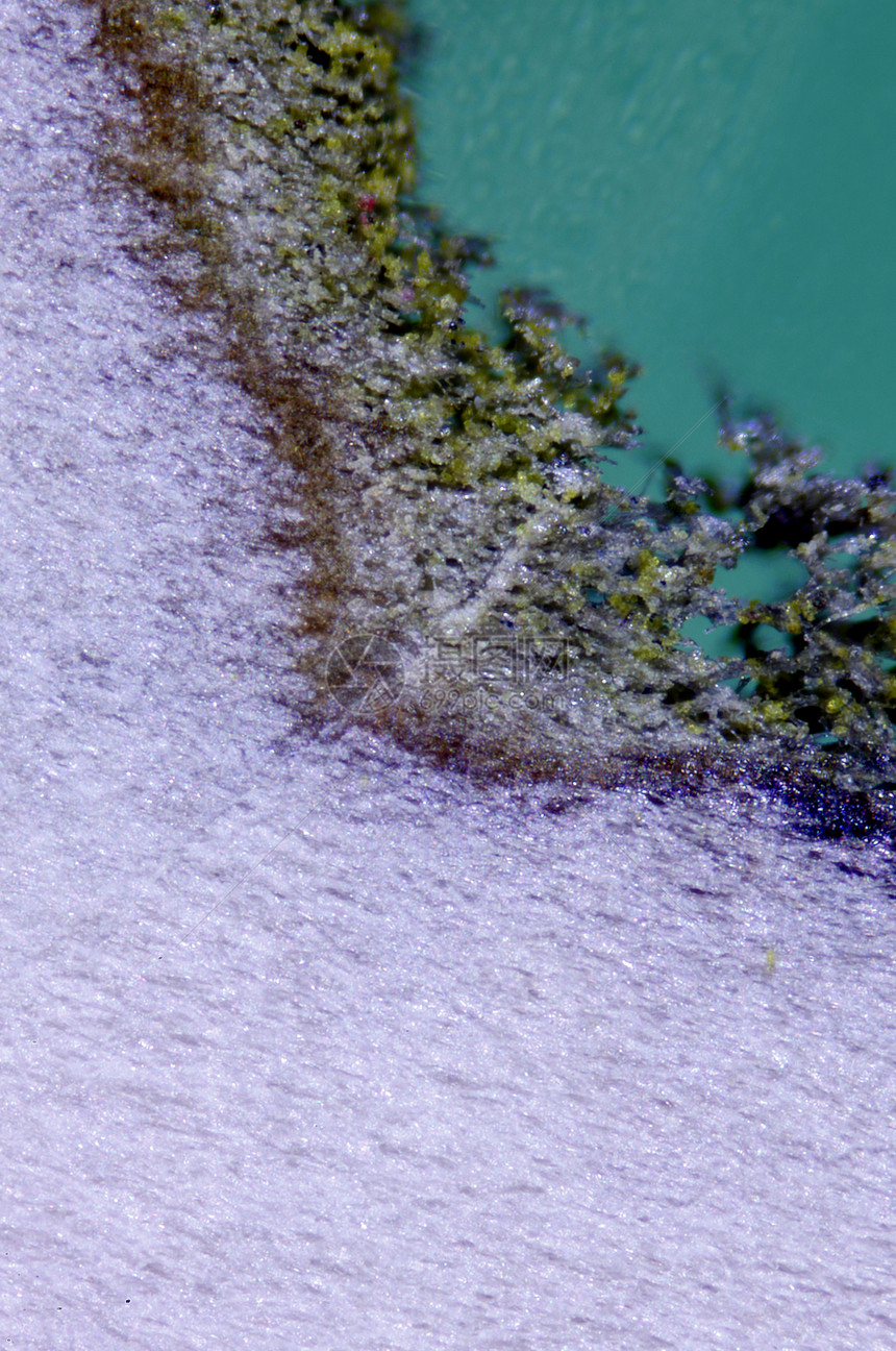 真菌缩影图显微植物学寄生虫显微镜细胞蜂蜜显微术照片菌类宏观图片