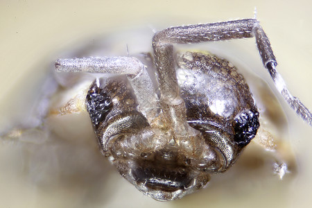 微生物昆虫的显微缩图跳蚤漏洞宏观仪器照片蜘蛛显微镜甲虫科学虫子背景