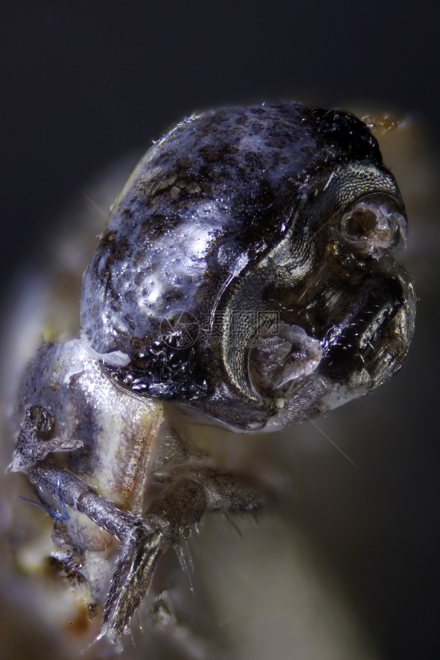 微生物昆虫的显微缩图科学蜘蛛漏洞跳蚤宏观显微镜虫子甲虫仪器照片图片