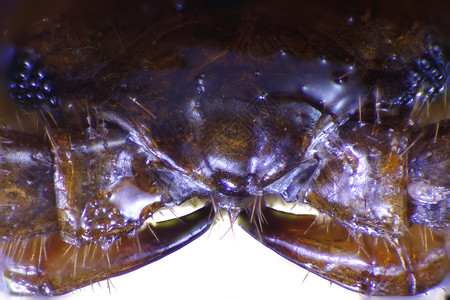 昆虫摄影图动物虫子蜘蛛跳蚤显微镜仪器显微照片宏观甲虫背景图片