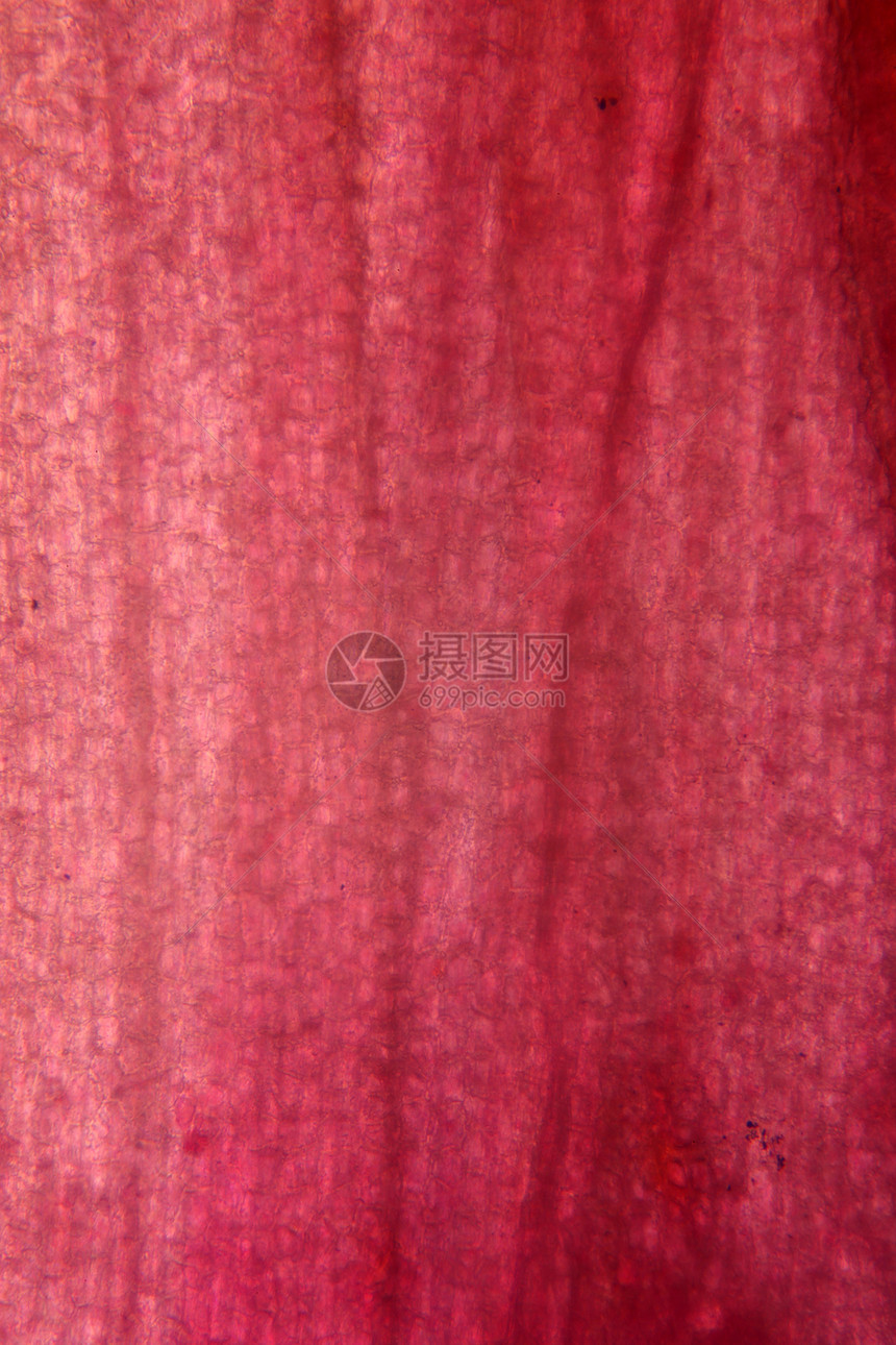 希瑟花花的缩图花粉宏观显微花瓣照片显微镜叶子图片