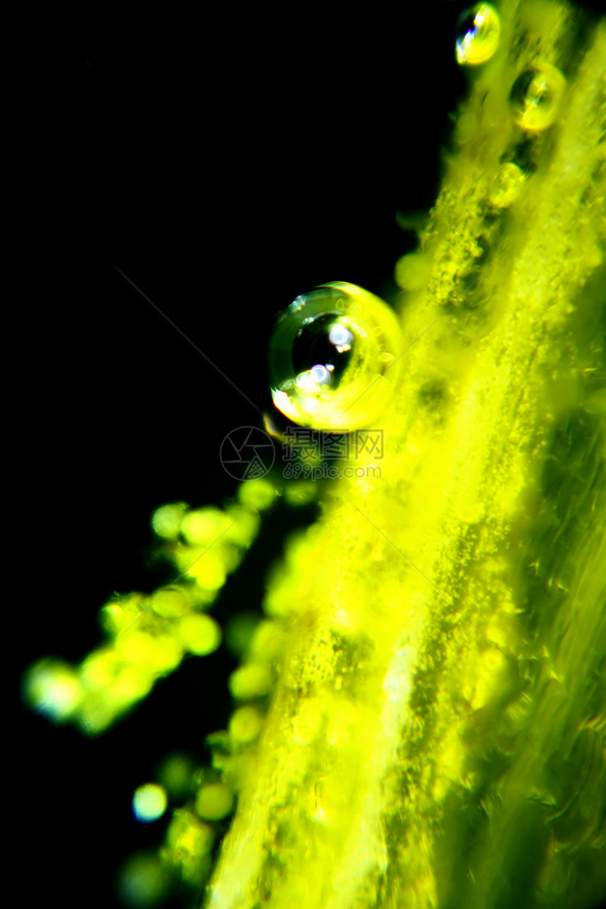 显微镜灯泡花粉植物学花瓣宏观红花植物科学口语显微图片