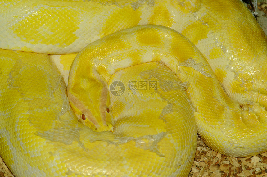 黄蛇眼睛蜥蜴图片