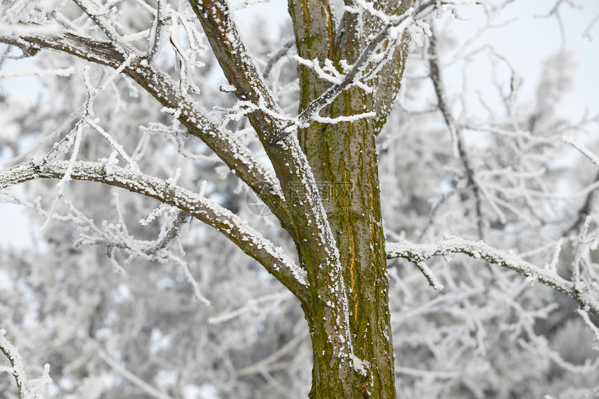 冬树冻伤雾凇公园冻结森林生活气候树梢冷冻树木图片