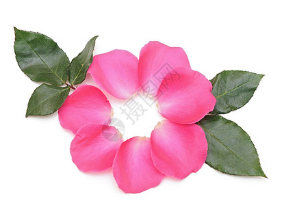 白色上美丽的粉红玫瑰花瓣背景图片