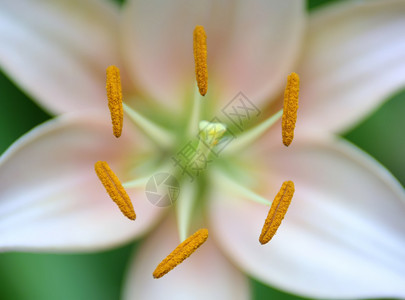 百合网对称花朵贴合背景