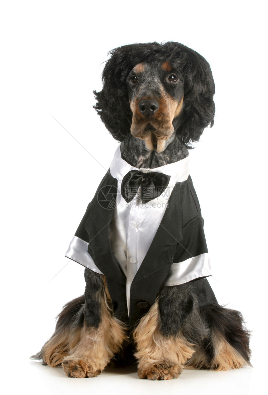 英俊狗棕褐色套装反射戏服裙子假发男人庆典小狗帽子图片