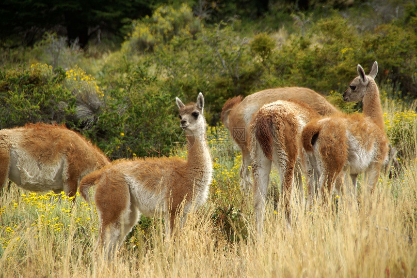 智利的Guanacos野生动物木头森林大草原骆驼动物群空地荒野动物哺乳动物图片