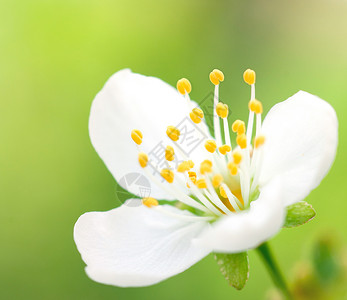 花绿色花粉白色黄色樱花背景图片