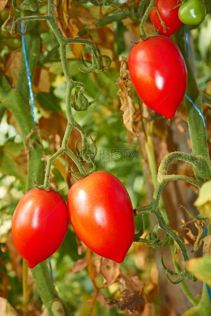 秋季温室里最新的西红柿图片