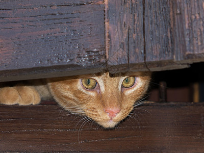 黄猫猫科动物胡子花园头发耳朵捕食者晶须宠物眼睛背景图片