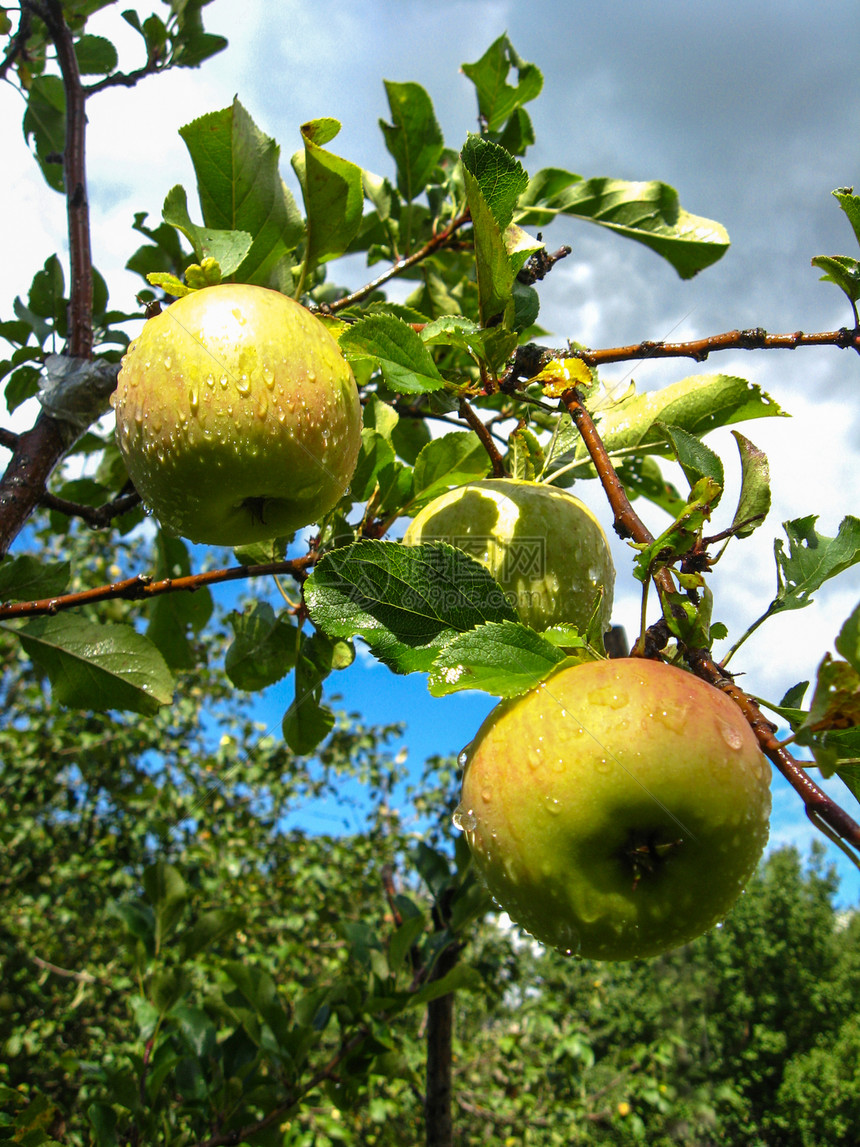 美味而成熟的苹果天空生长果汁院子水果诱惑花园矿物甜点香味图片