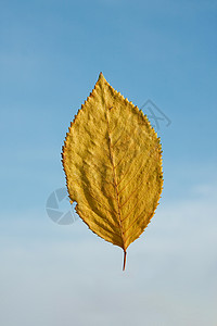 叶子蓝色棕色生活环境植物黄色天空背景图片