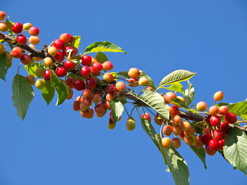 甜樱桃绿色叶子树叶生长红色营养水果农作物圆形食物图片