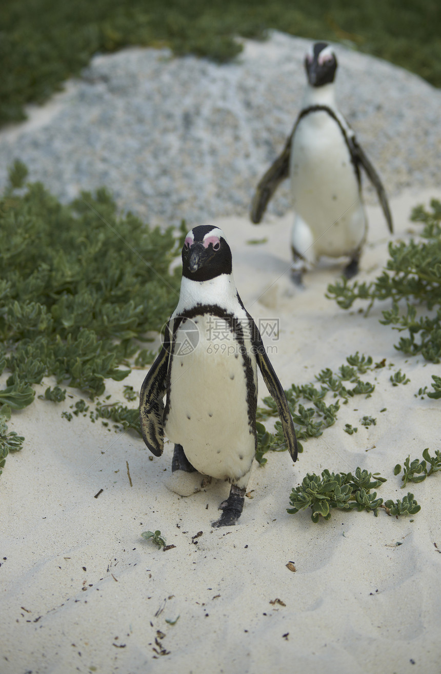 非洲企鹅深水植被保护蠢货绿色植物图片