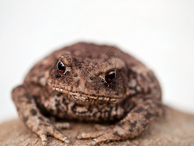 棕色青蛙眼睛牛蛙绿色身体动物生物野生动物爬虫宏观白色背景图片