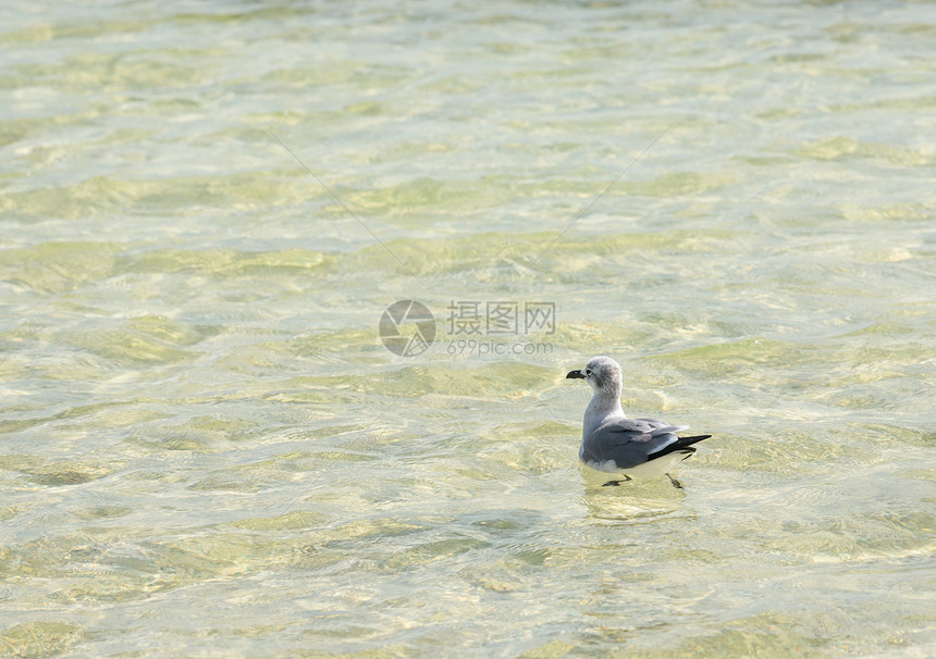 海鸥漂浮在佛罗里达平平静的清海面上图片