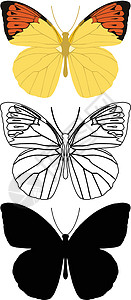 蝴蝶野生动物框架翅膀装饰鳞翅脉络圆圈昆虫漏洞插图背景图片