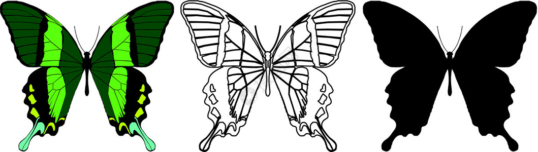 蝴蝶小路野生动物漏洞框架鳞翅昆虫插图脉络装饰圆圈背景图片