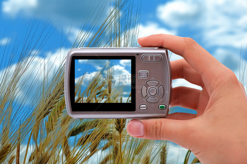 小麦田蓝色展示谷物爱好种子场地食物电气美化技术图片