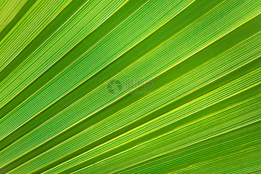 新鲜青绿棕榈叶对角线热带环境叶子生产植物群活力棕榈阳光花园图片