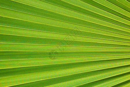 新鲜青绿棕榈叶棕榈热带植物群活力面包绿色阳光生产叶子花园背景图片