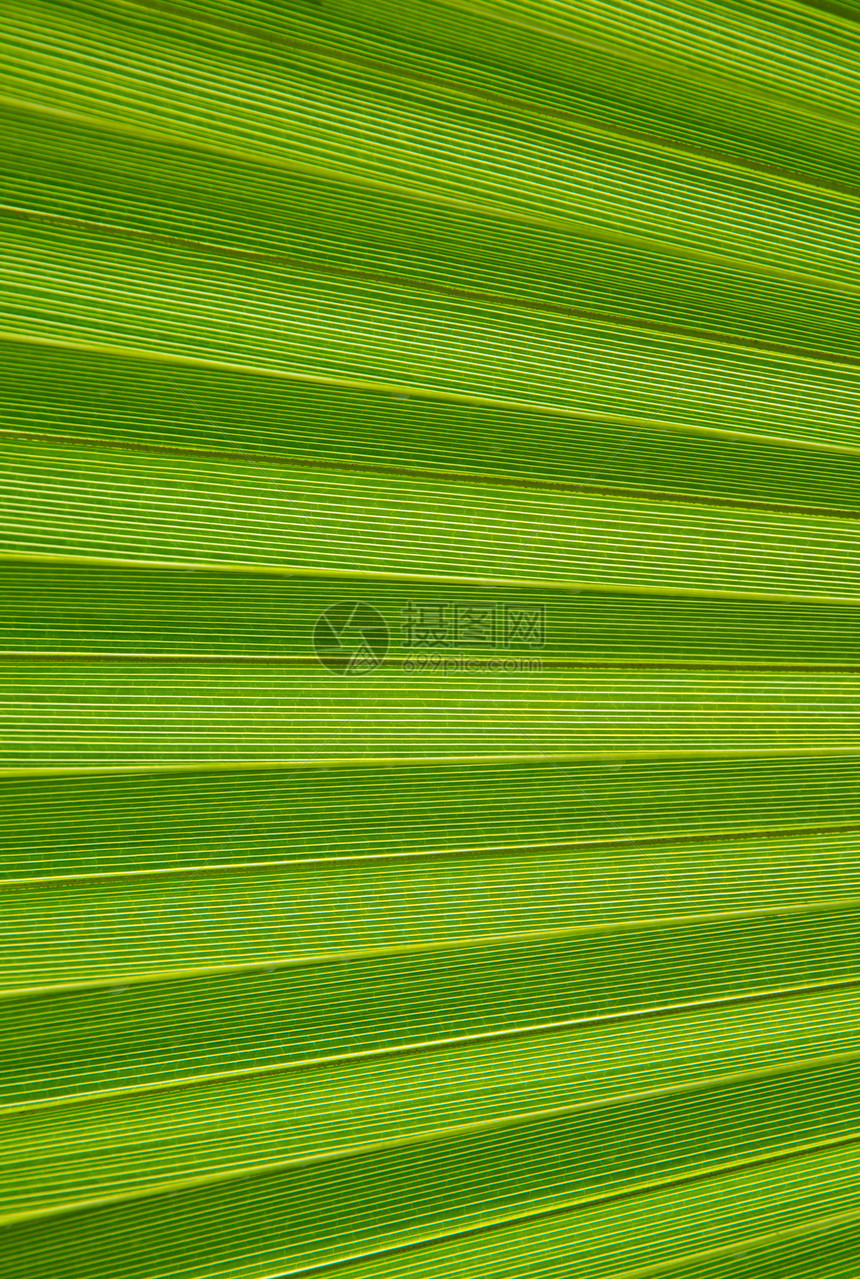 新鲜青绿棕榈叶面包花园植物群活力生产热带环境叶子阳光绿色图片