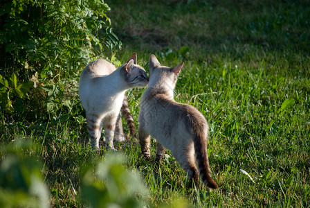 猫咪灰色条纹宠物情侣双胞胎猫科动物毛皮背景图片