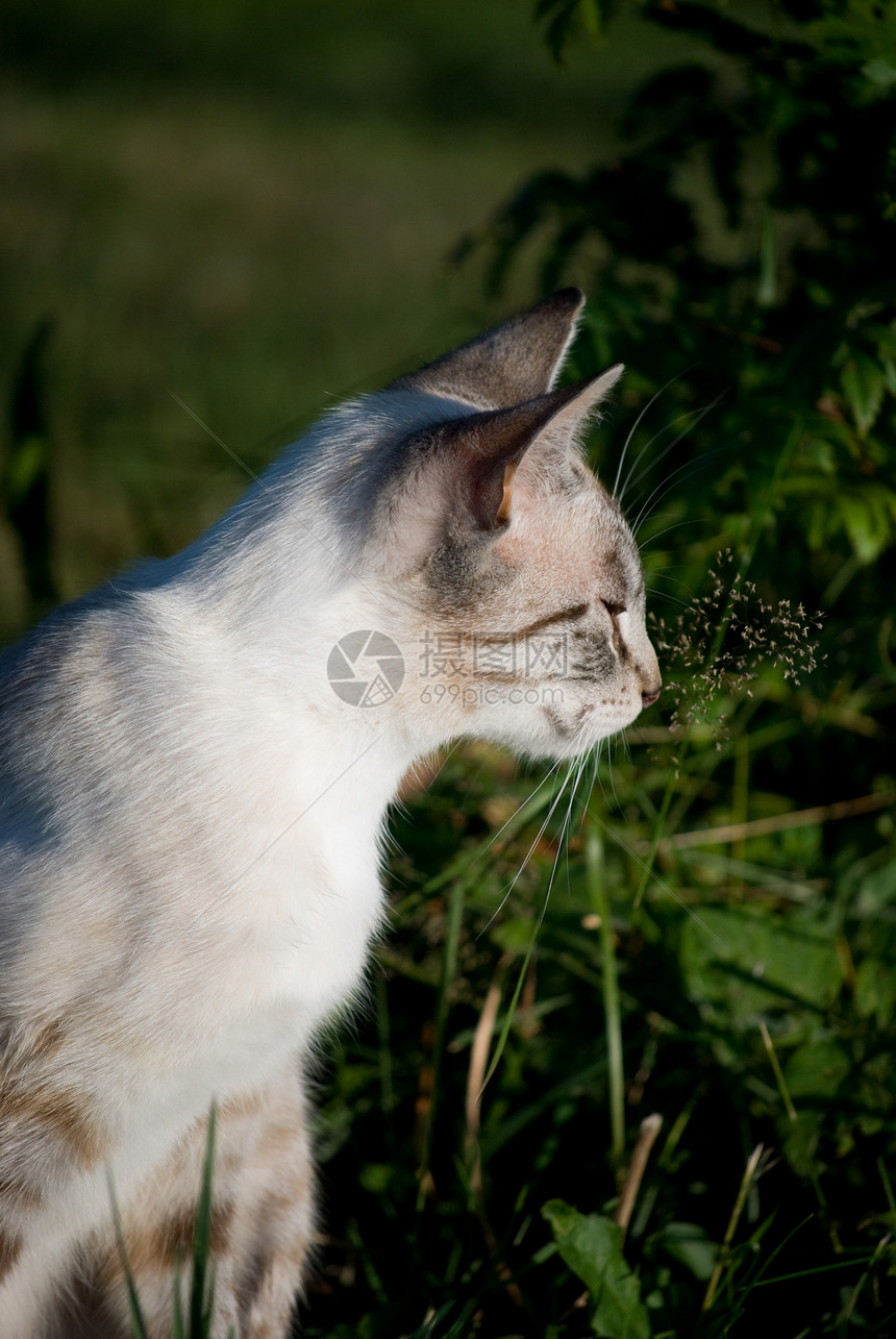 猫咪猫科动物动物宠物条纹灰色毛皮图片
