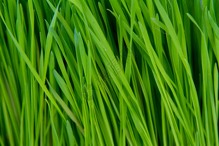 绿草摘要植物生命健康绿色背景图片