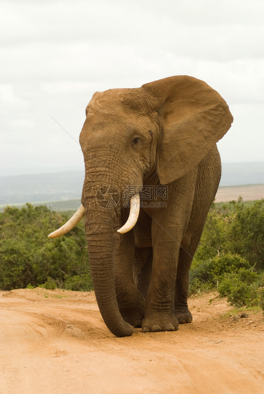 非洲大公牛大象图片