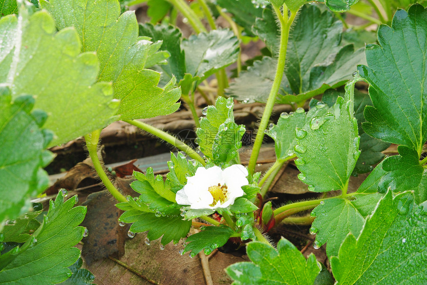新鲜草莓植物花园美丽白色季节绿色甜点食物红色水果叶子图片