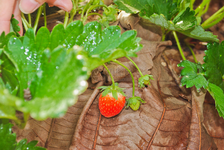 新鲜草莓植物水果农场红色白色绿色叶子甜点美丽季节墙纸图片