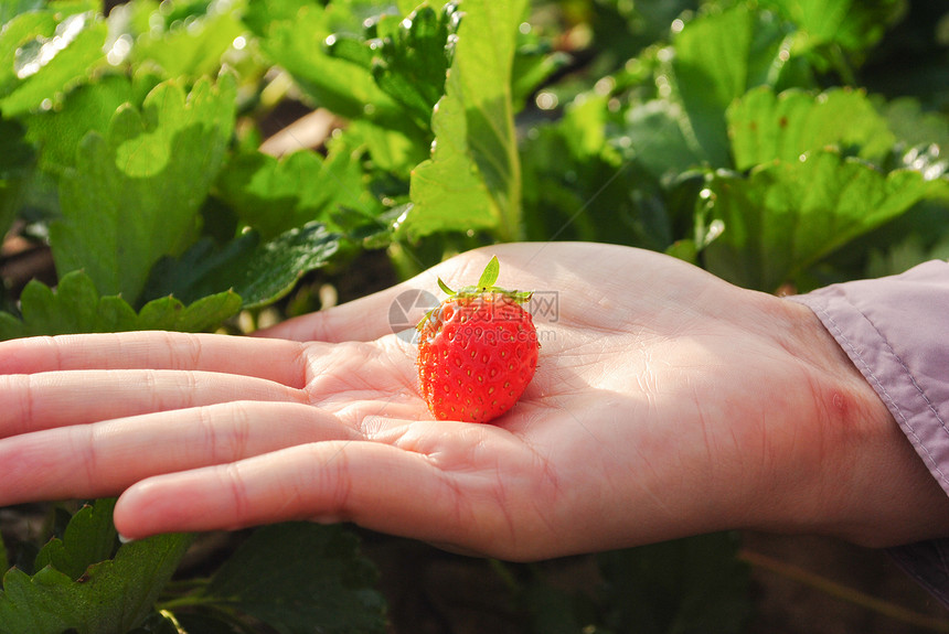 新鲜草莓植物季节食物叶子水果墙纸白色甜点绿色花园美丽图片