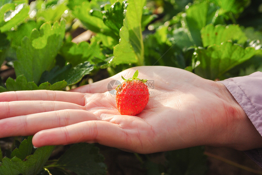 新鲜草莓植物食物美丽墙纸花园甜点农场红色叶子白色季节图片