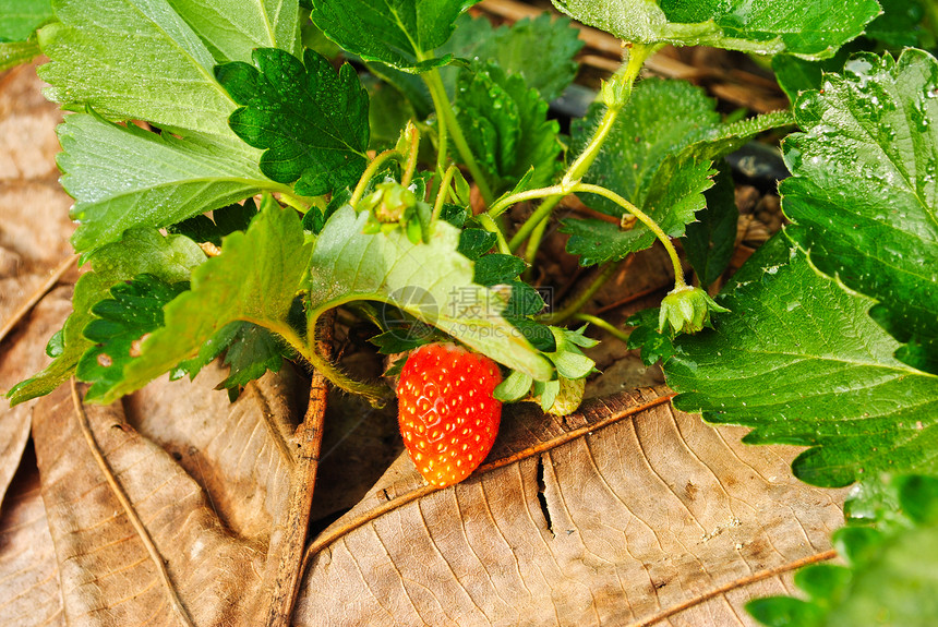 新鲜草莓植物红色水果甜点墙纸花园农场叶子绿色季节食物图片