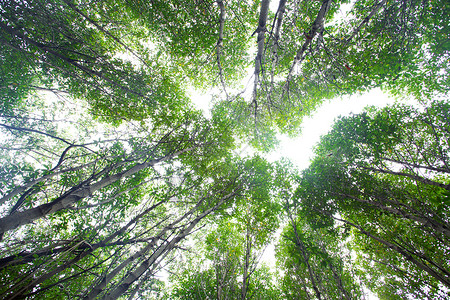 红树林环境森林树叶树冠背景图片