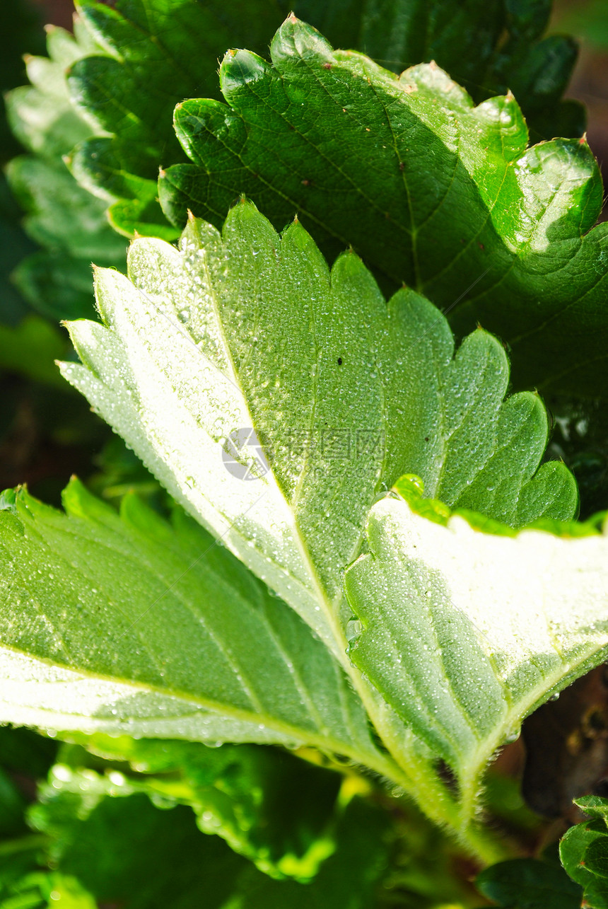 新鲜草莓植物农场白色美丽花园叶子水果墙纸绿色甜点红色图片