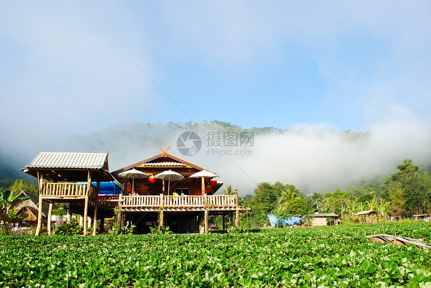 草莓植物家庭农场墙纸水果白色季节花园美丽绿色甜点叶子图片