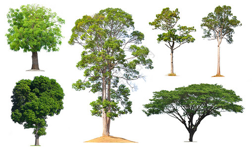 树叶子环境保护植物背景图片
