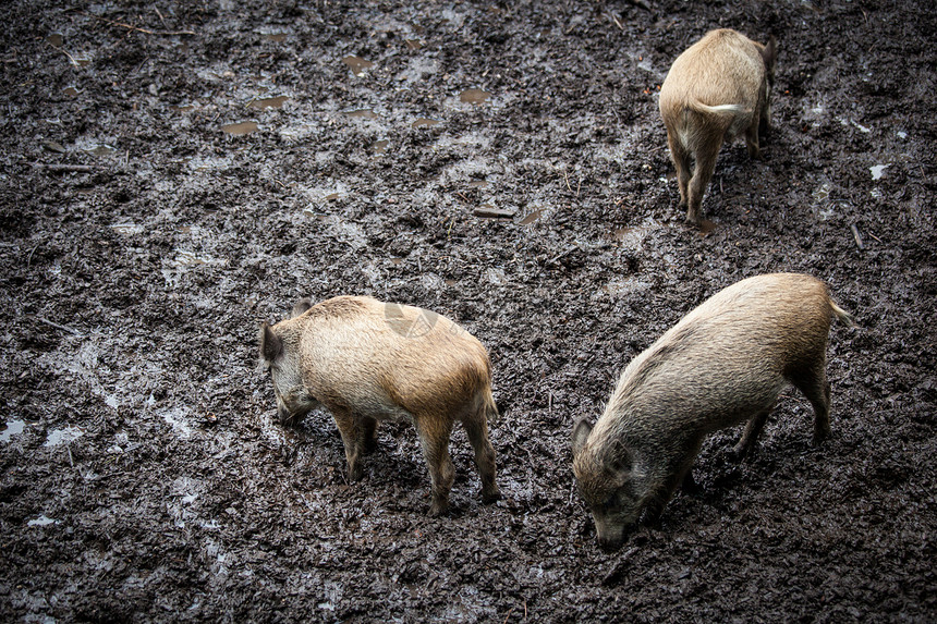 野猪(Sus scrofa)图片