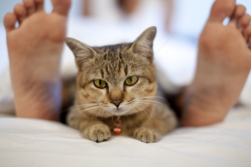 与女人脚躺在床上的猫卧室动物脚趾猫咪毯子羽绒被亚麻枕头小猫女士图片