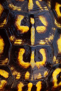 盒龟壳壳背景图片