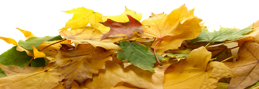 秋叶红色黄色边界白色橙子绿色树叶季节棕色落叶图片